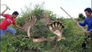 WOW Brave Boys Catch Snake in My Village - How To Catch a Big Snake In My Village
