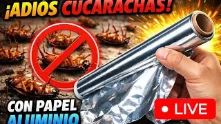 Elimina F&aacute;cil CUCARACHAS con Papel Aluminio | Live 🔴El Profeturo