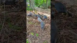 Guinea Fowl: Nature's Most Incredible Feathers Black and Lavender Pearl Guineas