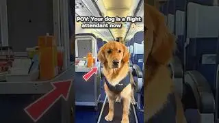 When your dog gets a job as a flight attendant #funnydog #shorts