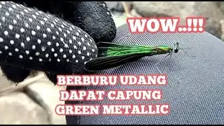 BERBURU UDANG DAPETNYA CAPUNG GREEN METALLIC