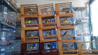 ¡La venta de pájaros!!, aviario jfm.