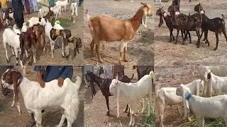 Sindhi goat breeds