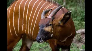 Bongo Repatriation Project Update!