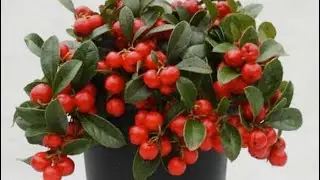 Гаультерия, неизвестная зимняя красотка, с секретом…