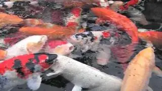 Teich 150m&sup3; Koi Aqua