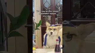 When your Jewish Grandpa babysits the dog 🤣🤣 #shorts #funnydogs