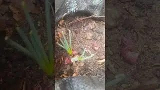 Updates! Ugwu with strange leaves, onion sprouts...