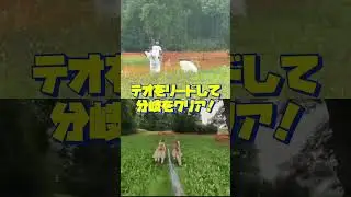 バイクジョアリングin旭川②テオとノンノ2頭引きに挑戦💪