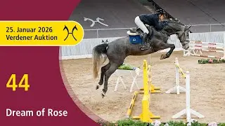 44 Dream of Rose by Diacontinus | Verden Auction Online - Sporthorses & Youngster - Jan., 25