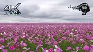 4K Relaxing beautiful pink & white wildflowers #1 with Amazing soft piano music For Stress Relief