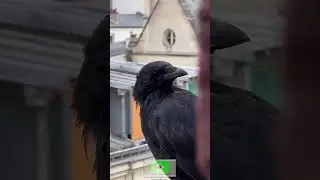 Austria's most beautiful crow 🐦🦅🦍🐾❤️😂 #funnyanimals #viral #shorts