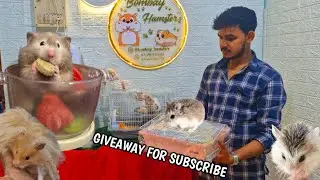 Bombay Hamster massive setup [●Giveaway 😍] #hamster #petslovers 