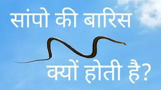सांपो की बारिस केसे और क्यों होता है ? Why snakes fall from sky?