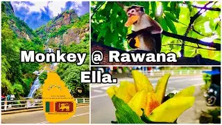 Monkey @ Rawana Ella / Rawana Ella / Waterfall / Monkey / Travel in Sri Lanka /Animals in Sri Lanka