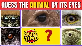 Can You Guess the Animal Just by Its Eyes 🐾