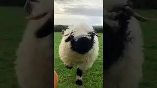 Jumping Sheep 🐑 #shorts #animals #sheep