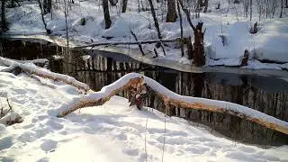 Lynx in Estonia