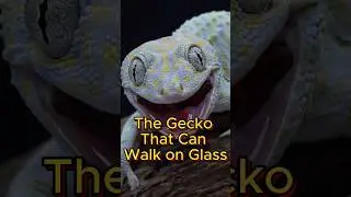 How Geckos Stick to Glass Without Glue
