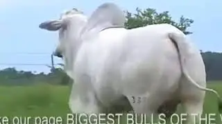 Nmga