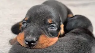 Mini Dachshund puppy compilation. Coco 1 year old.