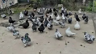 THẢ ĐÀN BỒ CÂU RA NGOÀI TỰ NHIÊN