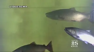 Russian River Salmon On The Move
