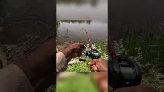 How to Fish a Chatterbait for Bass | Quick Tip for Murky Water #chatterbait