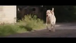 Marshall The Miracle Dog   The Trailer