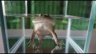 Talented Budgett's Frog (NJWG Exotic Pet Trading Co. Ltd. )