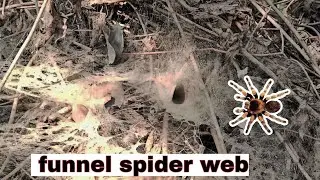 Funnel spider web,, interesting spider web for killing,,#jungle ki duniya #jim corbett 