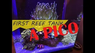 Pico Reef  3 gallon Marineland Contour- no skimmer/no clean up crew/no dosing/no testing