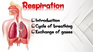 Respiration Explained in Simple Words . Cycle of breathing | exchange of gases . 