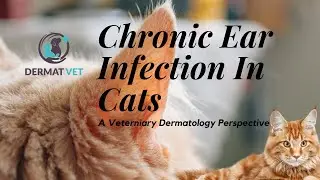 Chronic Ear Infection In Cats - A Veterinary Dermatology Perspective #DERMATVET