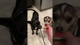 Chaweenies eating watermelon 🍉 but Toby attacks at the end!