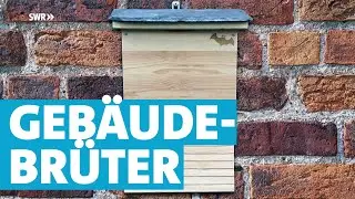 Turmfalke, Spatz und Co. - Nisthilfen f&uuml;r Geb&auml;udebr&uuml;ter