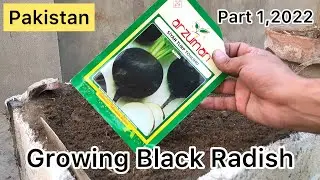 Growing Black Radish | Kali mooli ghar m ugaen kesy? | Black Radish Part 1, 2022