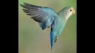 How Birds Sleeps in Night Bird's Cage Live Stream 24X7 (Who's Watching....)