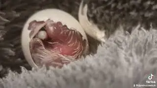Diamond dove hatching