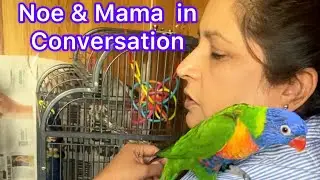 Noe And Famiko Are Playing Lorikeet