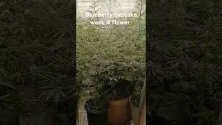 humbolt seed Co (Blueberry cupcake) notill soil  #music #hiphop