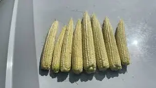 Strip-Till, кукурудза крок за кроком (вегетація 21.07.22). Частина 4 з 6.