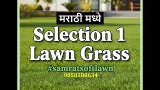 सिलेक्शन लॉन ग्रास कसे असते ? #samratsoftlawn 9850388634
