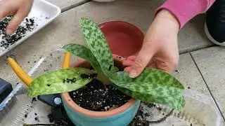 兰花143.手把手的教你种植拖鞋兰。03/20/2020