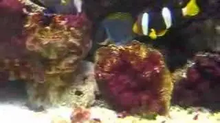 canlibitki