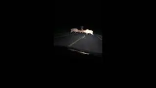 Elk fight in Clam Lake - 2 Bull Elk duke it out on Hwy in Wisconsin