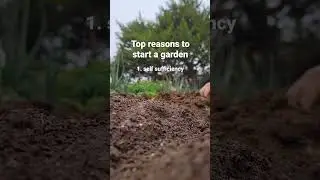 Top reason to start a garden 1