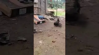 Lizard VS Chicken #lizard #chicken