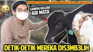 HARI TERAHIR SI SAPI & KAMBING RAKSASA! DETIK-DETIK MEREKA DIS3MB3LIH! PALING GAK TEGA PAS MOMEN INI