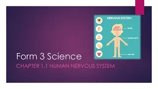 Science Form 3 Chapter 1.1 (Human Nervous System)